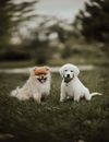 可爱的博美犬和猎犬幼犬在宁静的户外，于郁郁葱葱的绿色草坪上玩耍