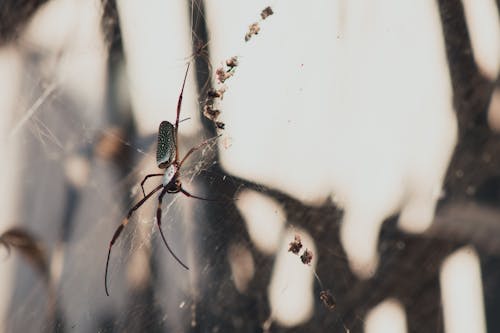 คลังภาพถ่ายฟรี ของ มนุษย์แมงมุม, แมงมุม, ใยแมงมุม