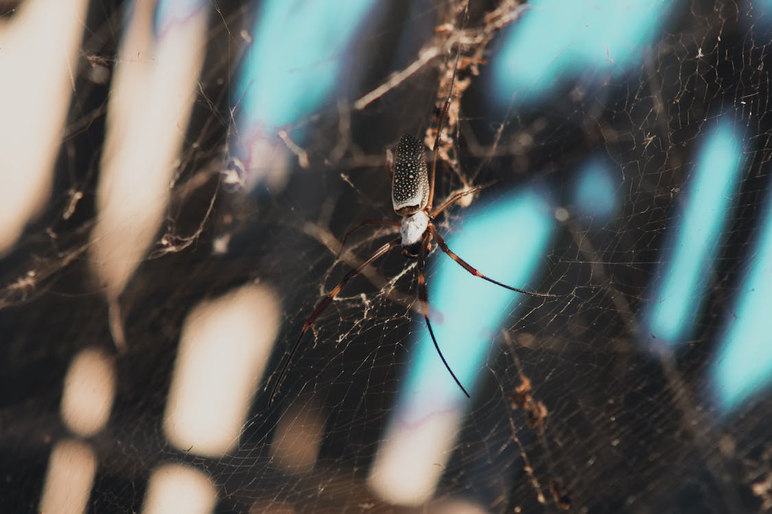 Free stock photo of spider