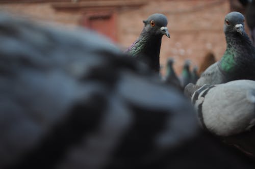 basantpur, kuşlar, Nepal içeren Ücretsiz stok fotoğraf