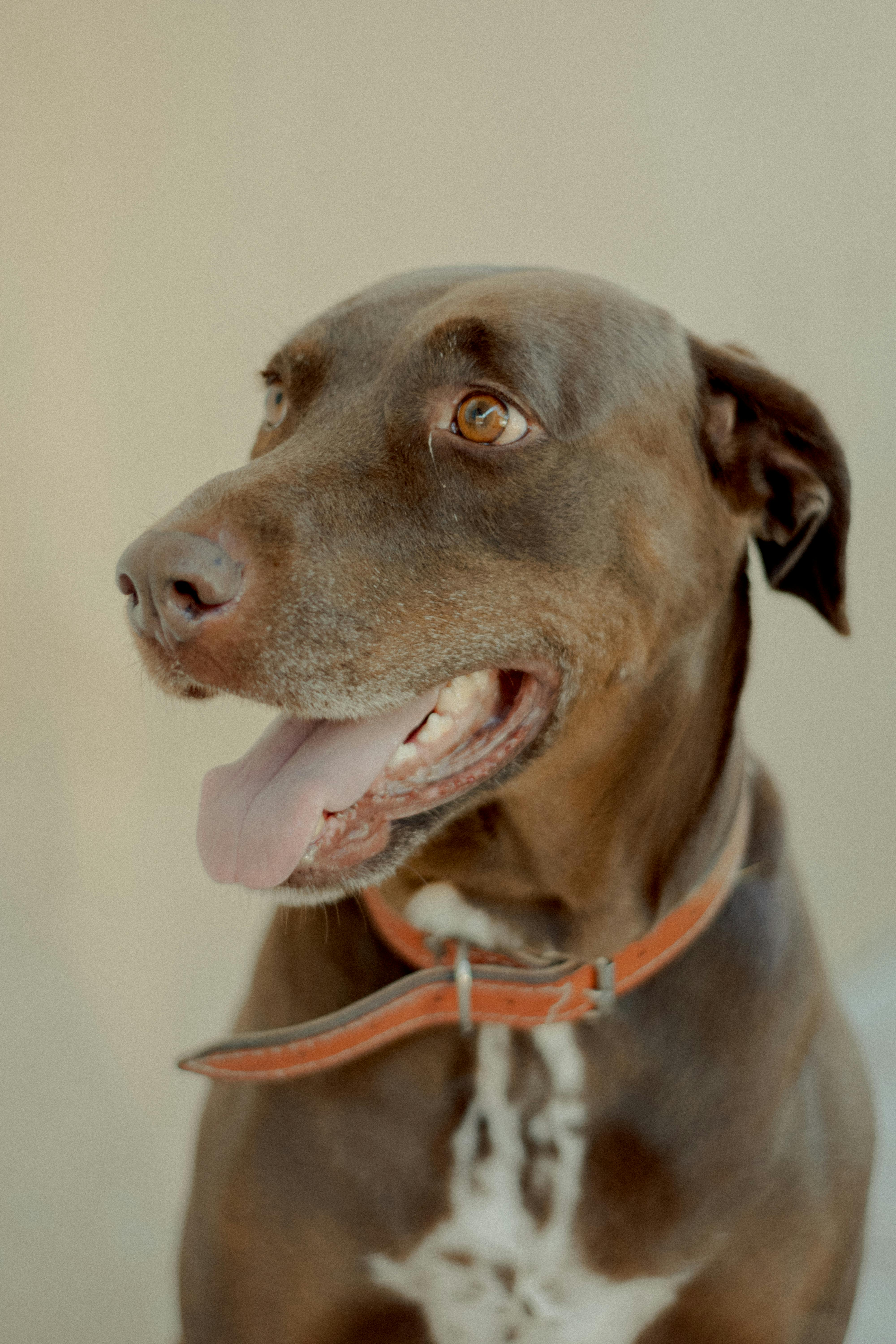 german shorthaired pointer with tongue out