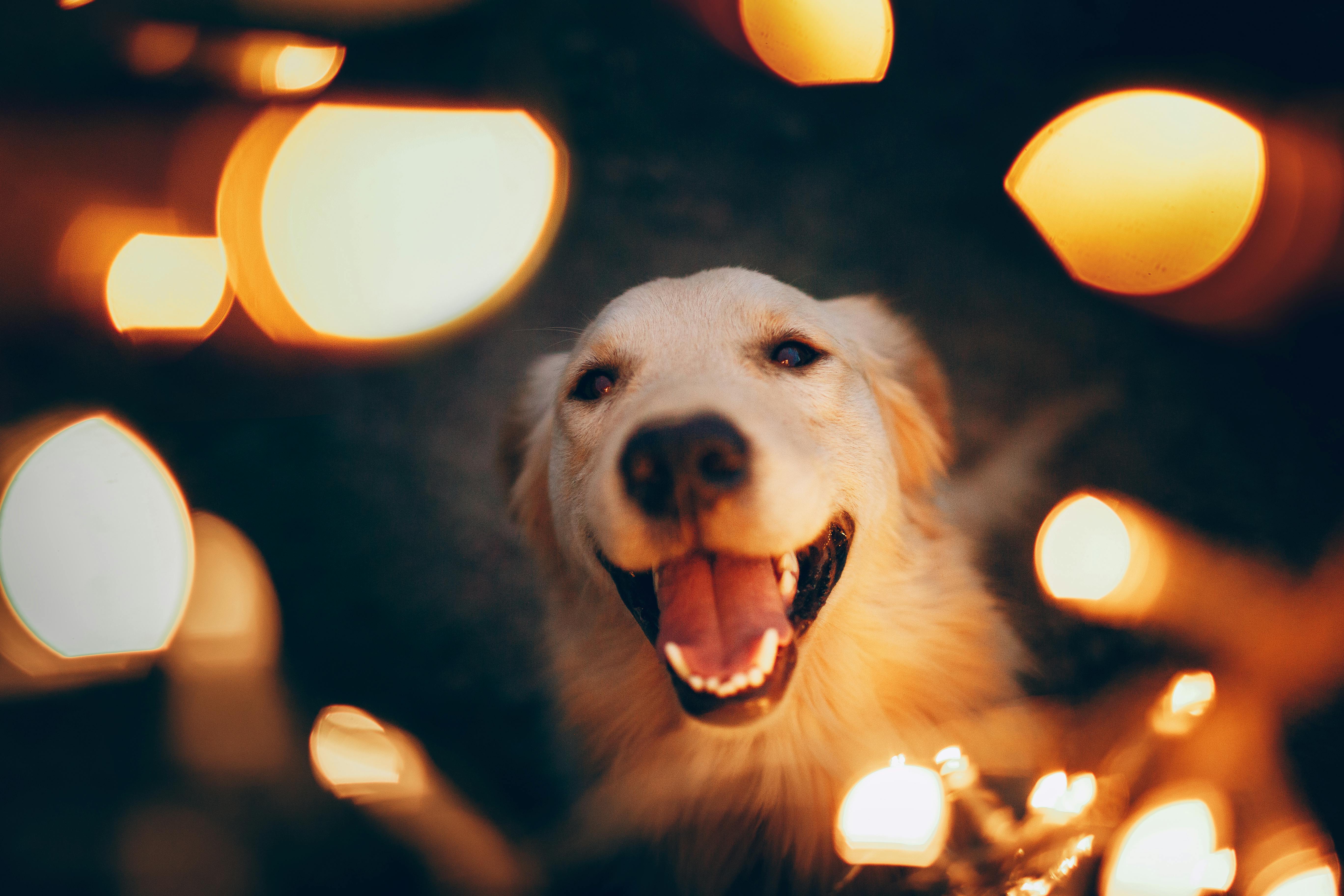 happy dog in lights of garland