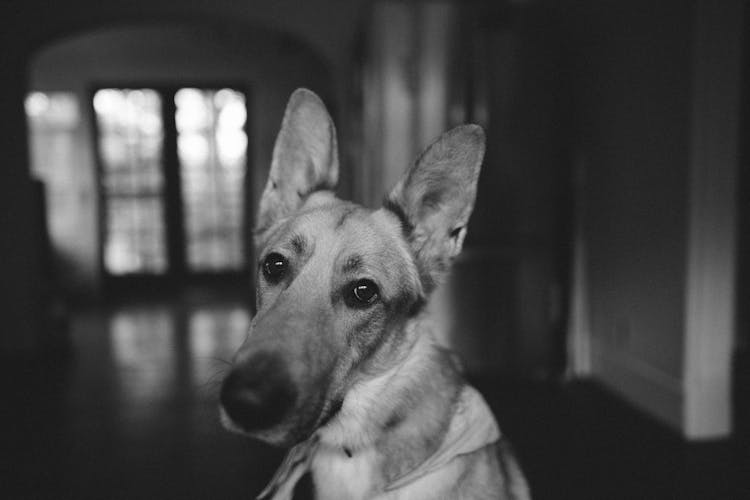 Charming Young Dog Looking At Camera