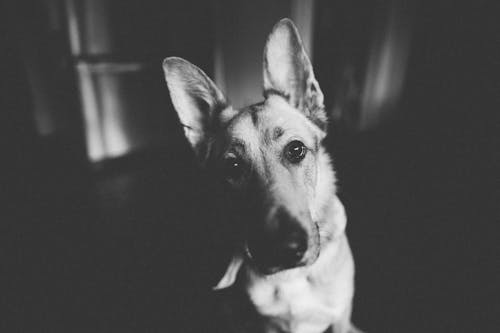 Free Small curious dog in soft light Stock Photo