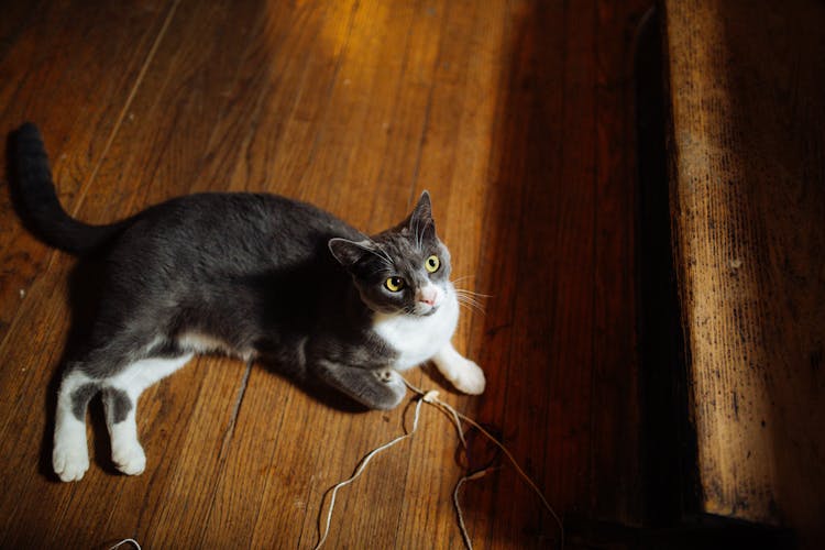 Adorable Cat Playing With Rope On Parquet In House