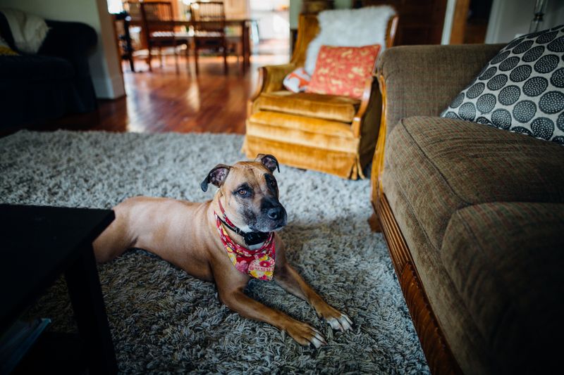 Benny - photo 1