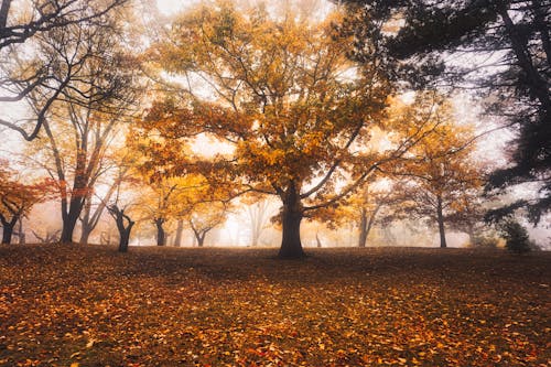 Immagine gratuita di alberi, autunno, foglie cadute