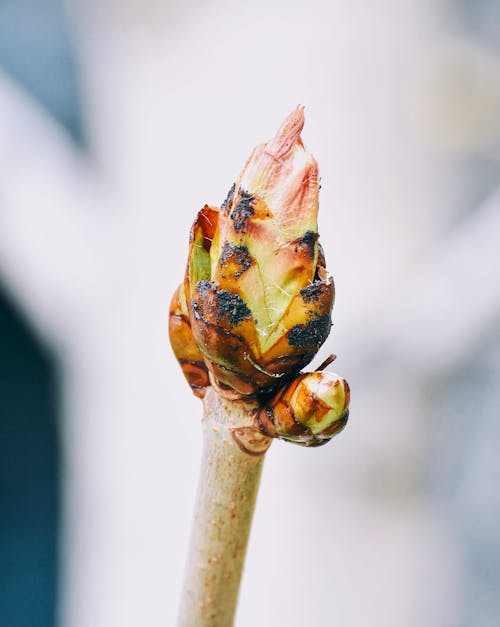 Free stock photo of floral, leaves, macro