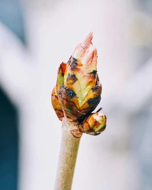 Free stock photo of floral, leaves, macro Stock Photo