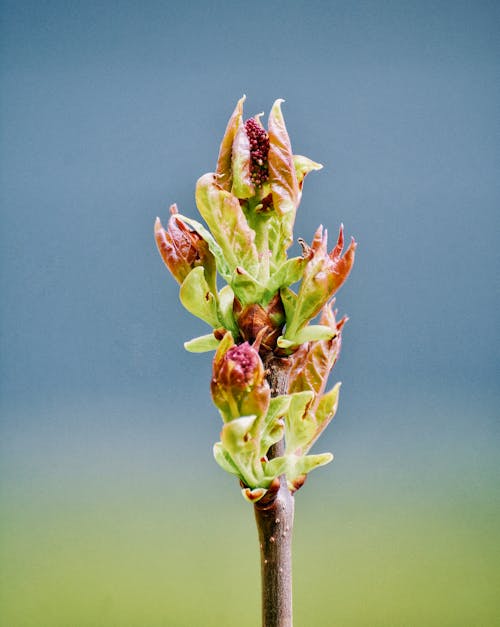 Macro Photography of a Bud