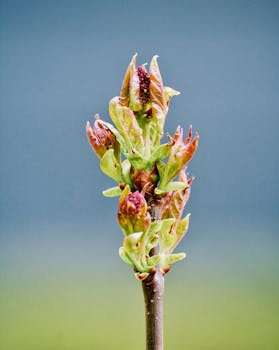 A detailed macro photograph of a budding plant against a soft blurred background.