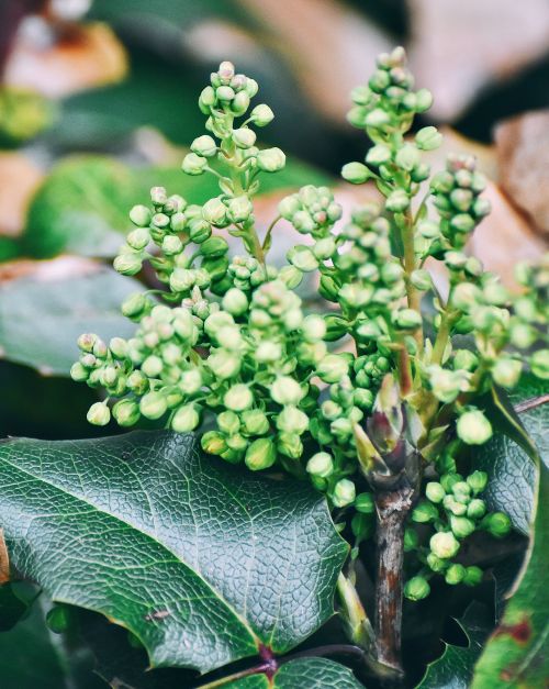 Free stock photo of close-up, flowers, green Stock Photo