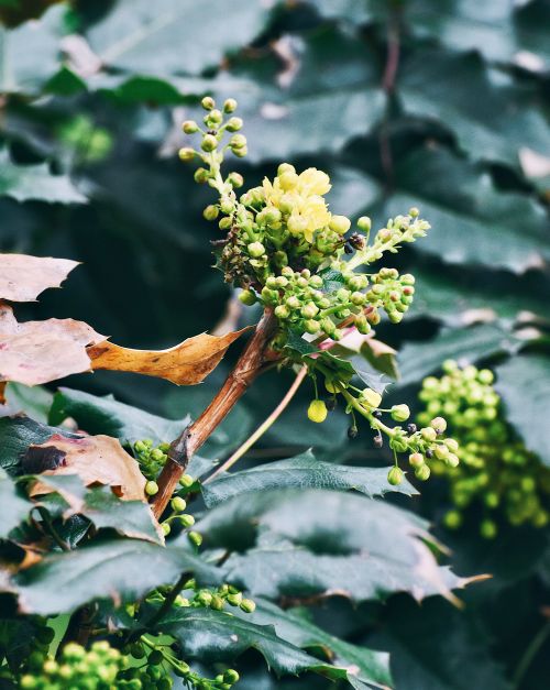 Free stock photo of close, flowers, green Stock Photo