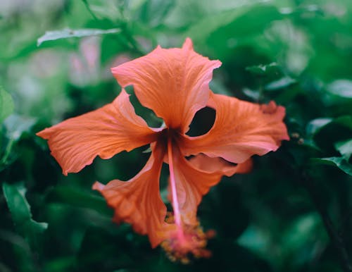 Close-Up Photo of an Orange Hibiscus Flower in Bloom