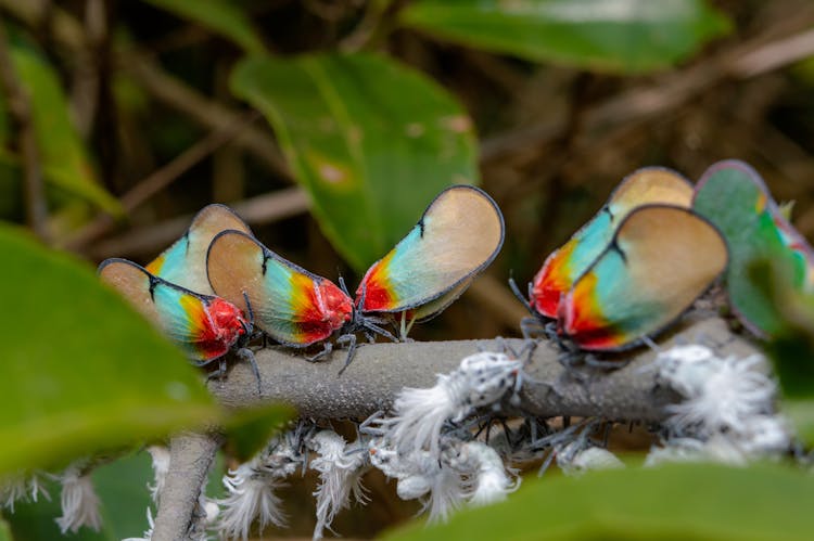 Colorful Planthoppers On A Branch