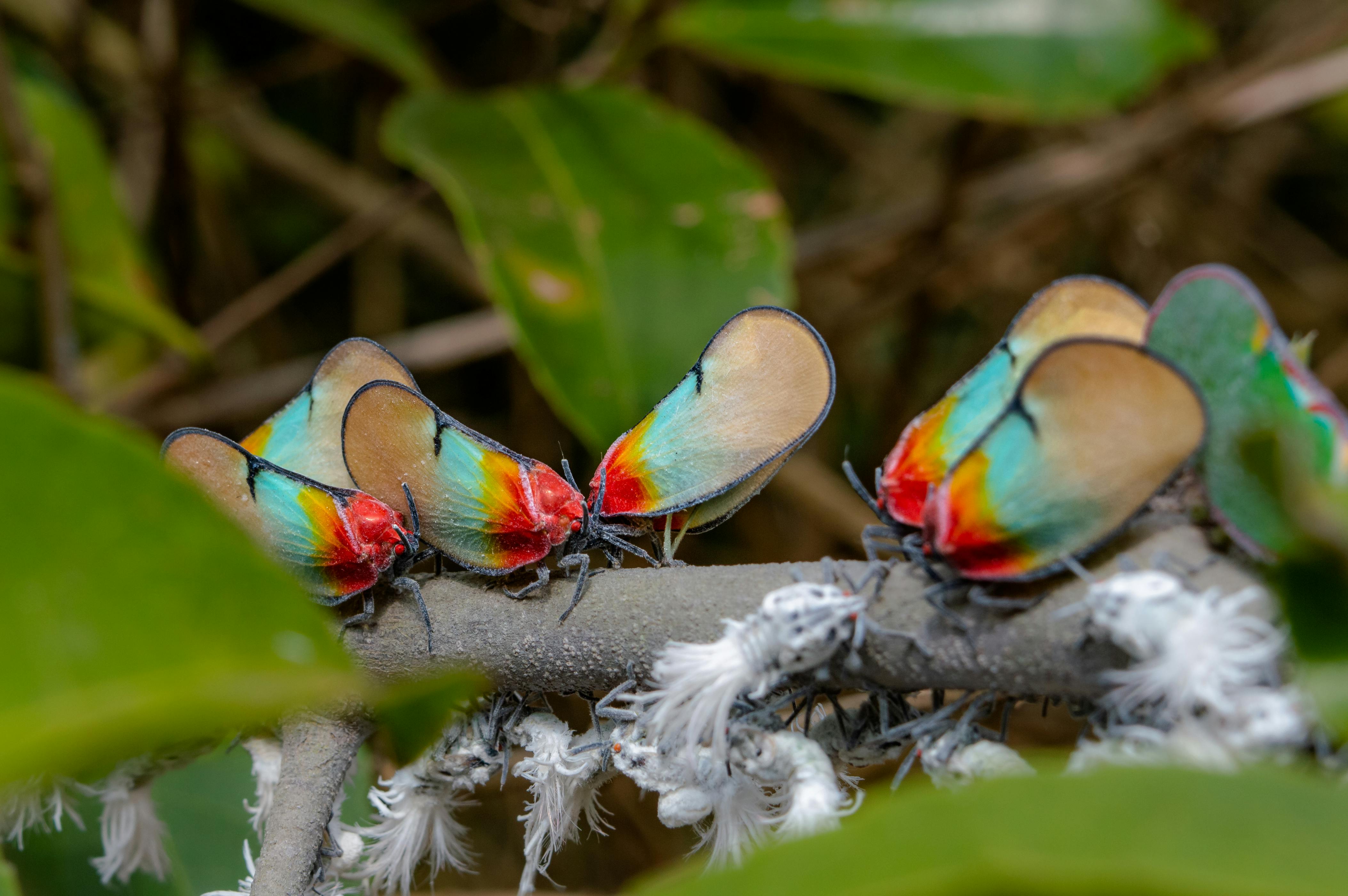 Green Yellow and Red Multicolored Insect in Close Up Photography · Free ...
