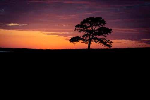 免費 剪影, 日落, 樹 的 免費圖庫相片 圖庫相片