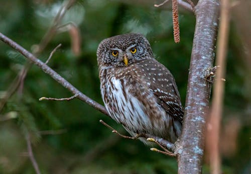 Free Photo of a Eurasian Pygmy Owl Perched on a Branch Stock Photo