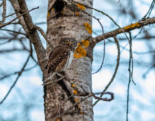 Selective Focus Photo of a Eurasian Pygmy Owl Perched on a Branch of a Tree