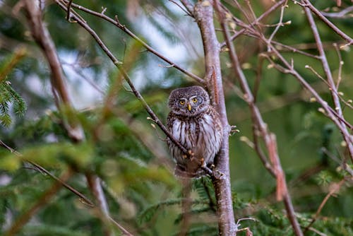 Free Brown Eurasian Pygmy Owl Looking at the Camera Stock Photo
