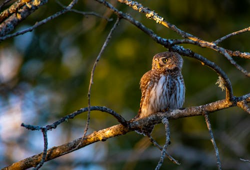 Free Eurasian Pygmy Owl Perched on a Branch of a Tree Stock Photo