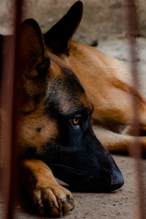 Close-Up Photo of a Black and Brown German Shepherd