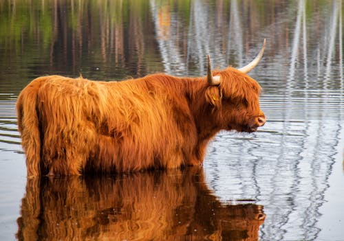 Photo of a Brown Highland Cattle with Long Horns in a Lake