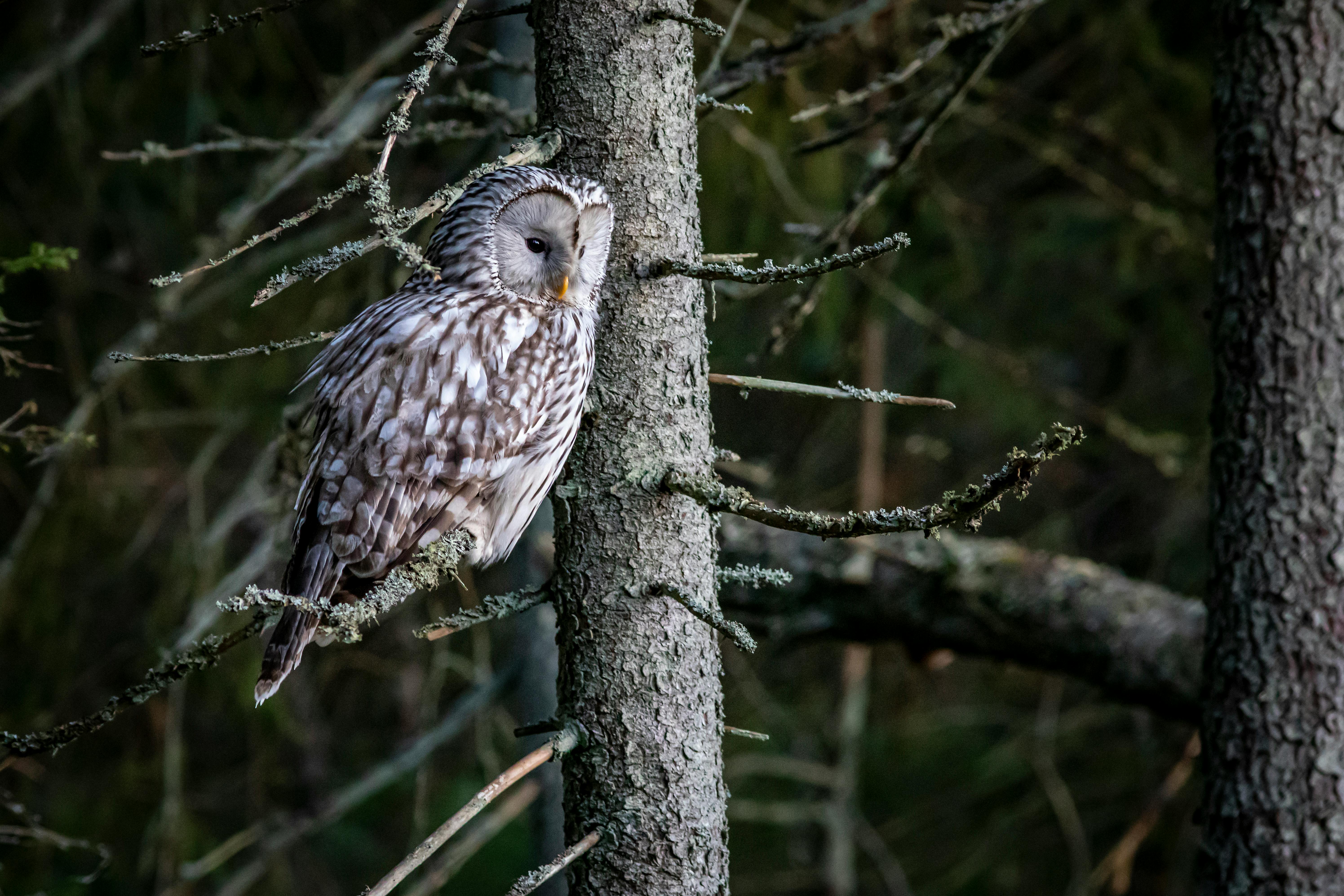 Closeup Photo of Owl with One Eye Open · Free Stock Photo