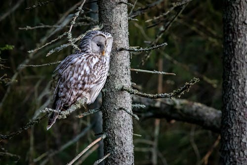 Ural Owl Perched on a Branch of Tree