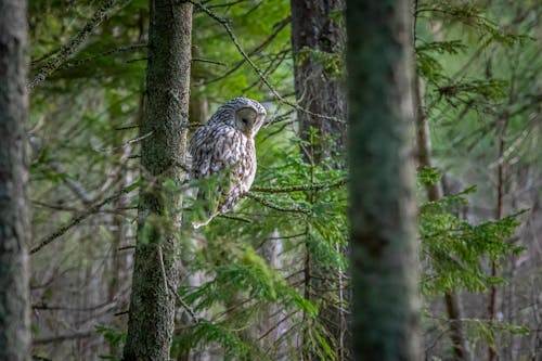 Selective Focus Photo of a Ural Owl in a Forest