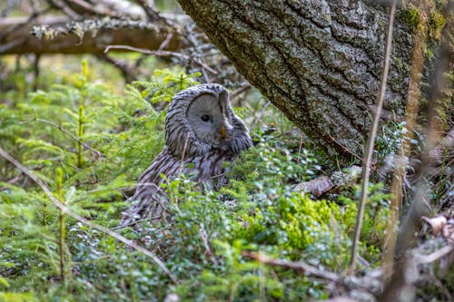 Photo of a Ural Owl Under a Bark of a Tree