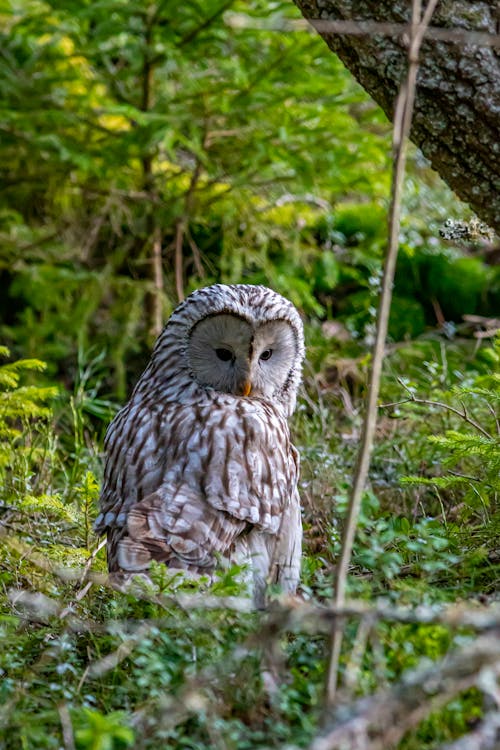 Close-Up Photo of a Brown and White Ural Owl