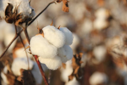 A detailed close-up of a cotton boll in a sunny field with selective focus.