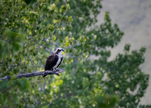 Foto d'estoc gratuïta de àguila pescadora, animal, au