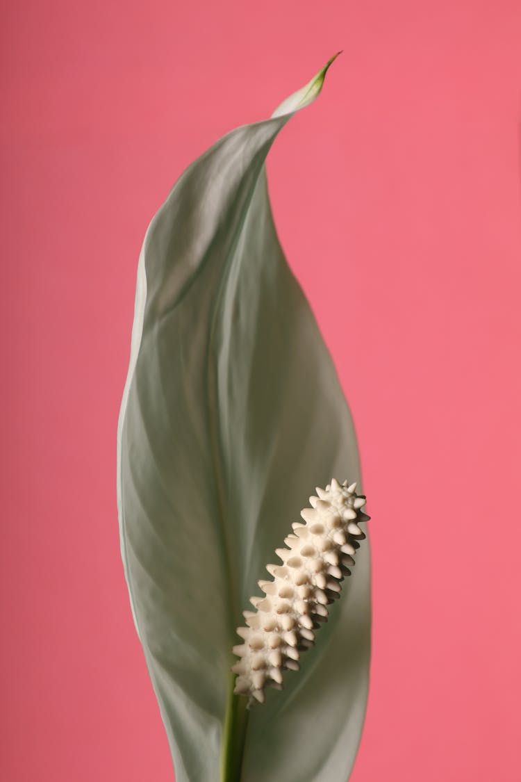 A Spathiphyllum Plant 