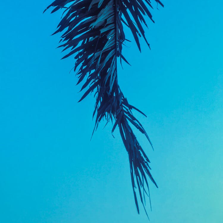 Foto profissional grátis de azul, céu, folhas de palmeira