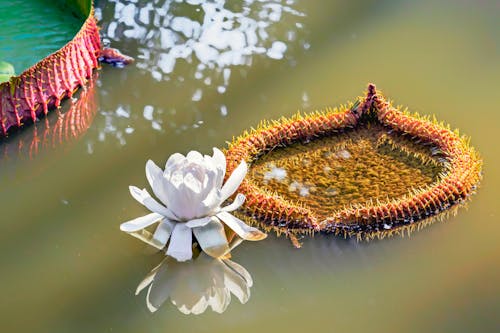 Exotic water lily on river water surface