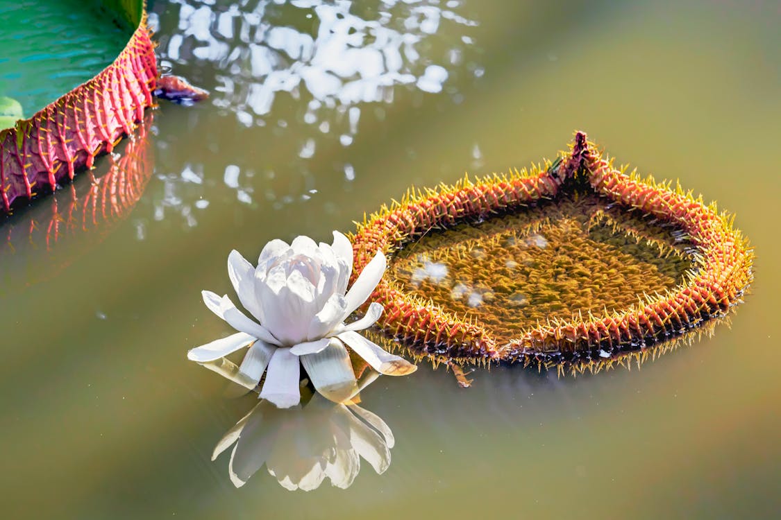 Exotic water lily on river water surface