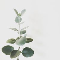 Eucalyptus sprig on a pale ground — photo by Doreen Chen on Pexels