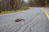Ground level of snake with blots on skin crawling on rough asphalt roadway with cracks