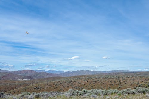 Bird soaring over semi desert mountainous landscape