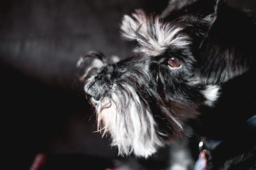 Free Cute Miniature Schnauzer dog in dark room Stock Photo