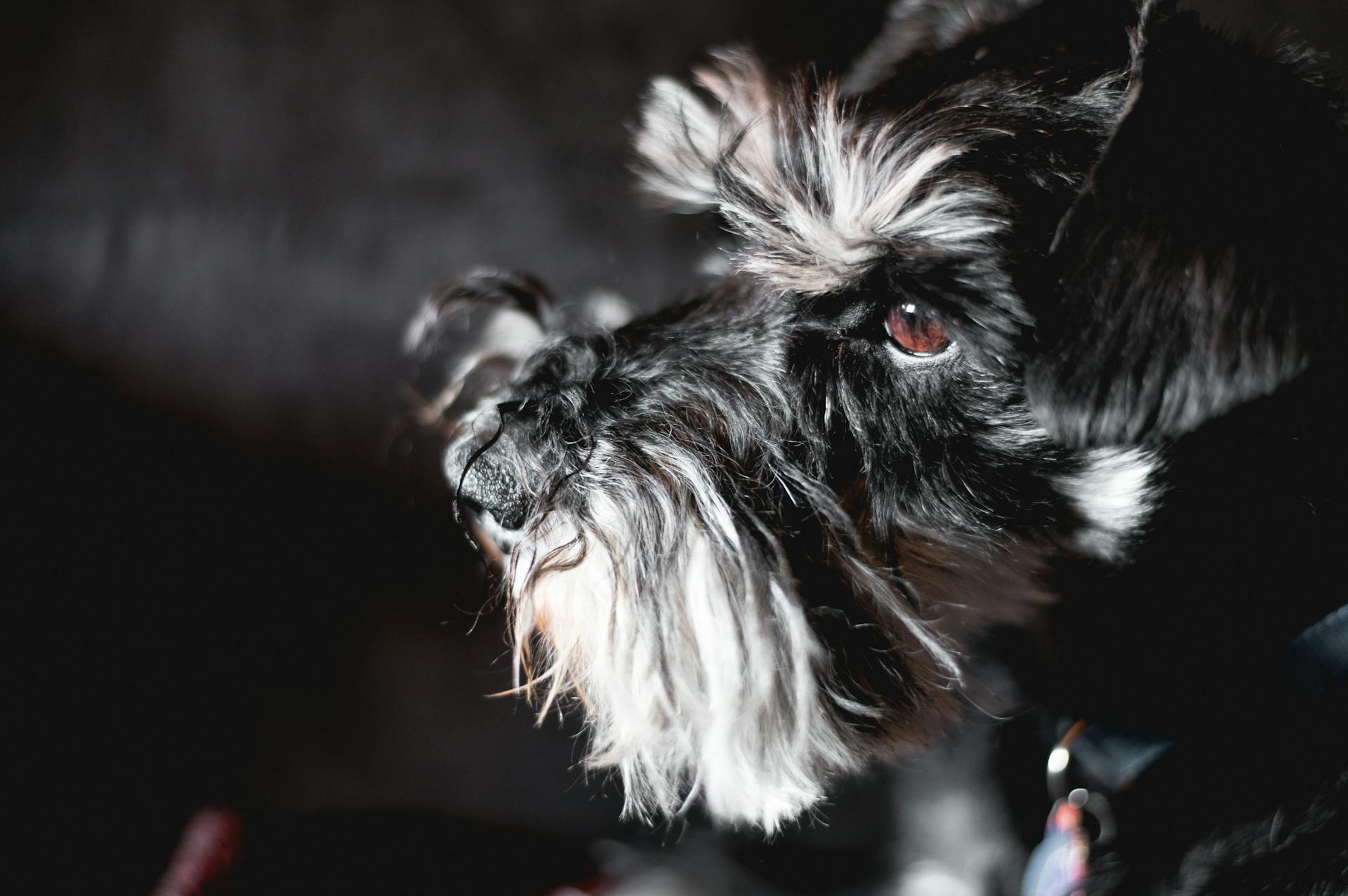 Een schattige miniatuurschnauzer in een donkere kamer