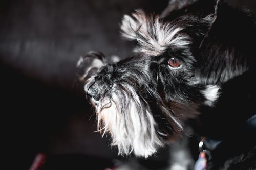 Free Loyal calm purebred Miniature Schnauzer dog in collar standing in dark room and looking away attentively Stock Photo