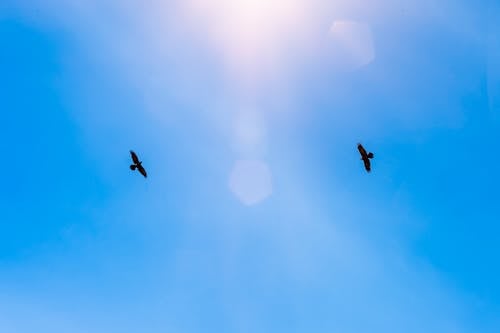 Free birds soaring in clear blue skies