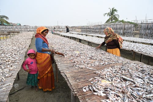 Women Drying Fish in Cox's Bazar