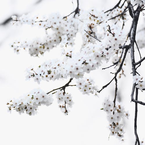 Close-Up Photo of White Cherry Blossom Flowers 