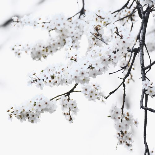 Free Beautiful white cherry blossoms blooming in spring captured close-up. Stock Photo
