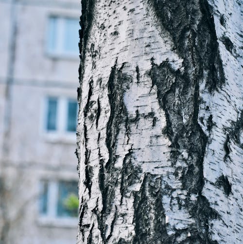 Free stock photo of birch, birch tree, pharmacy