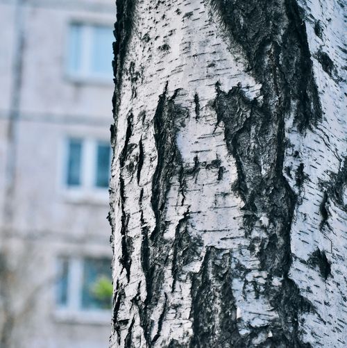 Free stock photo of birch, birch tree, pharmacy Stock Photo